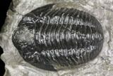 Detailed Gerastos Trilobite Fossil - Morocco #141685-1